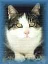 Kater Micki
